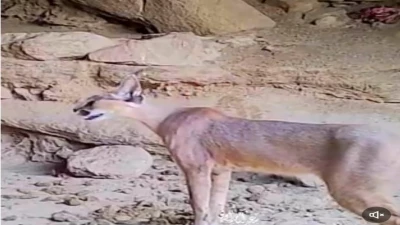 "اكتشاف نادر: لقاء مثير مع حيوانات مدهشة في كهف بجبال بارق! شاهد الفيديو الآن"