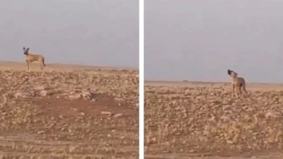 "شاهد لحظة صادمة: مواطن يكتشف ذئباً ضالاً في صحراء حفر الباطن! شاهد الفيديو الآن"