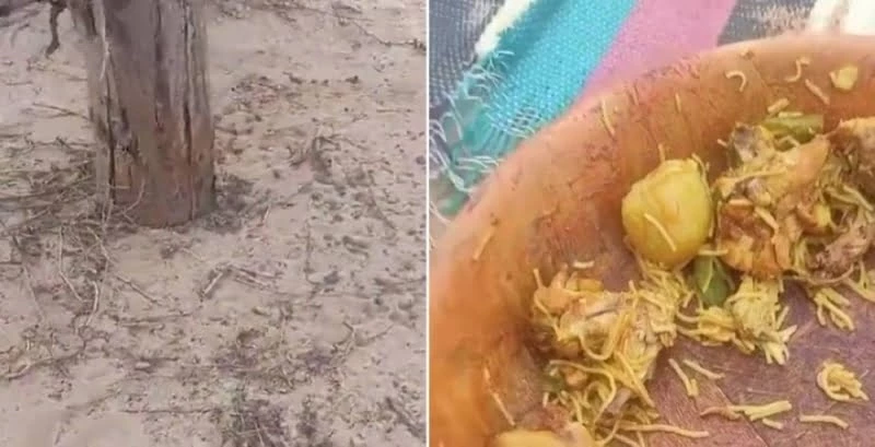 شاهد كيف تصارع الكوبرا شباب سعوديين في البر أثناء تناولهم الطعام!