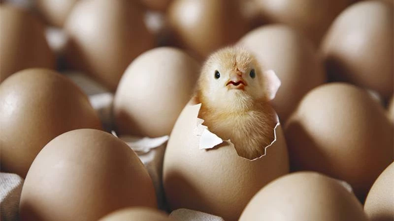 لغز علمي يحير العالم: هل كانت البيضة أم الدجاجة؟ معلم سعودي يكشف الإجابة!